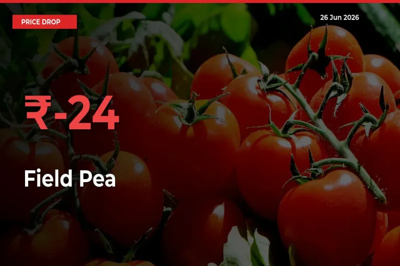 Sudden Shock! Field Pea Drops 24.18% in 24 Hours at Top Mandis