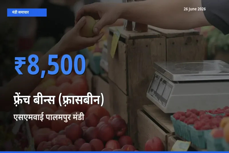 आज का मंडी भाव: फ़्रेंच बीन्स (फ़्रासबीन) के सबसे ज़्यादा दाम एसएमवाई पालमपुर में