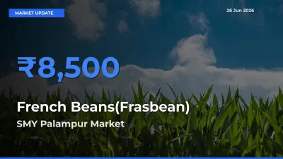French Beans(Frasbean) Mandi Rate Today: SMY Palampur Tops the List