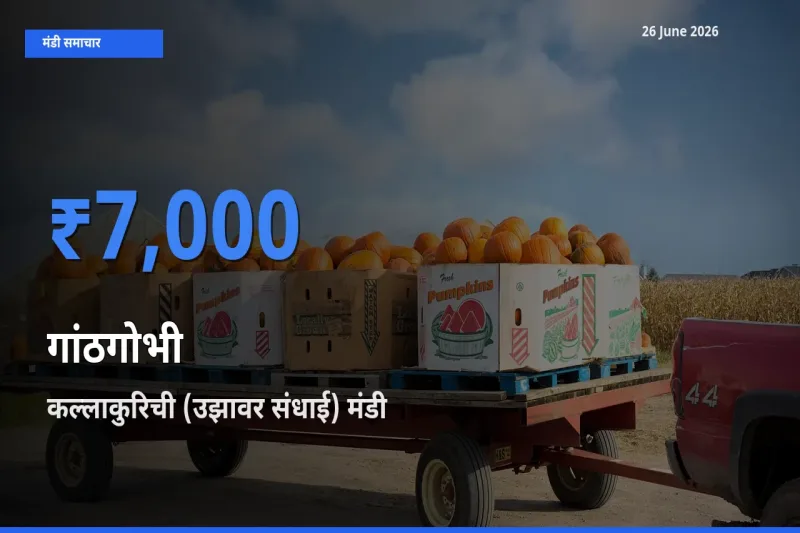 किसानों की पसंद बना कल्लाकुरिची (उझावर संधाई), गांठगोभी के सबसे अच्छे दाम