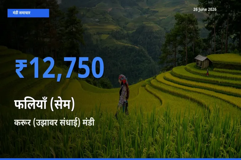 आज फलियाँ (सेम) के सबसे ऊँचे दाम ₹12,750 करूर (उझावर संधाई) मंडी में