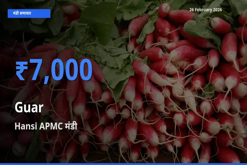किसानों की पसंद बना Hansi APMC, Guar के सबसे अच्छे दाम