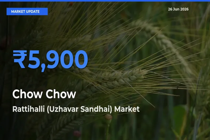 Rattihalli (Uzhavar Sandhai) Records Highest ₹5,900 Rate for Chow Chow