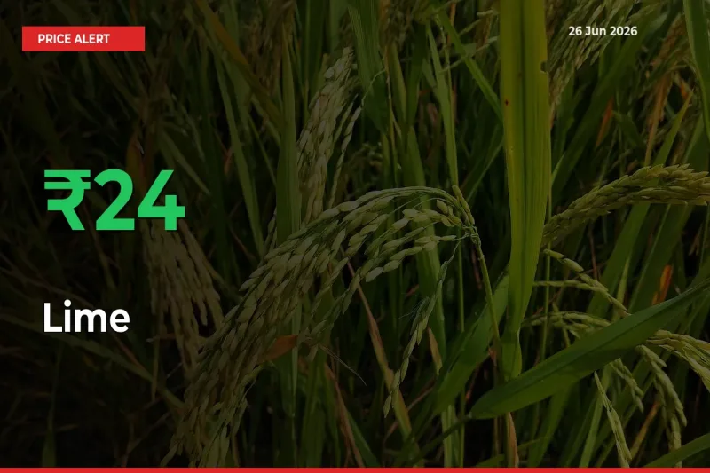 Lime Mandi Rate Today: Prices Jump 23.67% at Market