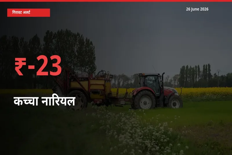 बाज़ार संकेत: कच्चा नारियल के भाव मंडी में 22.65% नीचे