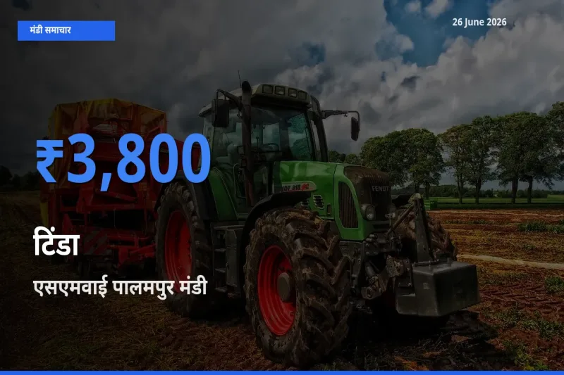 आज टिंडा के सबसे ऊँचे दाम ₹3,800 एसएमवाई पालमपुर मंडी में