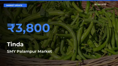 SMY Palampur Records Highest ₹3,800 Rate for Tinda