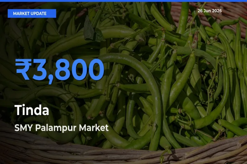 SMY Palampur Records Highest ₹3,800 Rate for Tinda