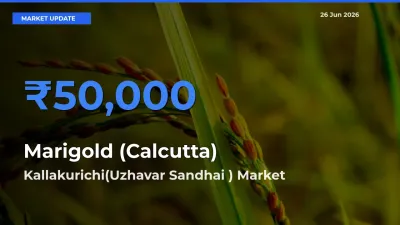 Kallakurichi(Uzhavar Sandhai ) Emerges as Top Mandi for Marigold (Calcutta) Prices Today
