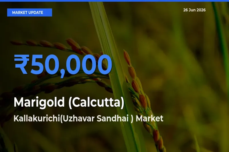 Kallakurichi(Uzhavar Sandhai ) Emerges as Top Mandi for Marigold (Calcutta) Prices Today
