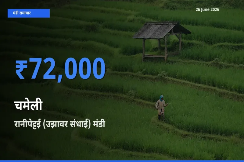 आज चमेली के सबसे ऊँचे दाम ₹72,000 रानीपेट्टई (उझावर संधाई) मंडी में