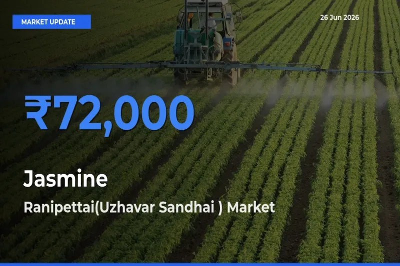 Ranipettai(Uzhavar Sandhai ) Emerges as Top Mandi for Jasmine Prices Today