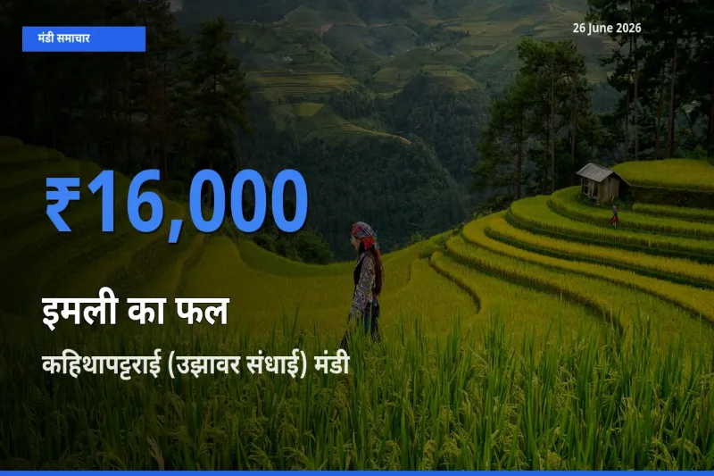 किसानों की पसंद बना कहिथापट्टराई (उझावर संधाई), इमली का फल के सबसे अच्छे दाम