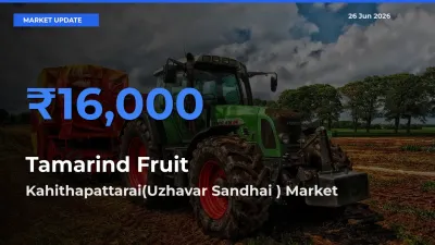 Market Watch: Kahithapattarai(Uzhavar Sandhai ) Becomes Top Mandi for Tamarind Fruit