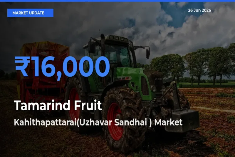 Market Watch: Kahithapattarai(Uzhavar Sandhai ) Becomes Top Mandi for Tamarind Fruit