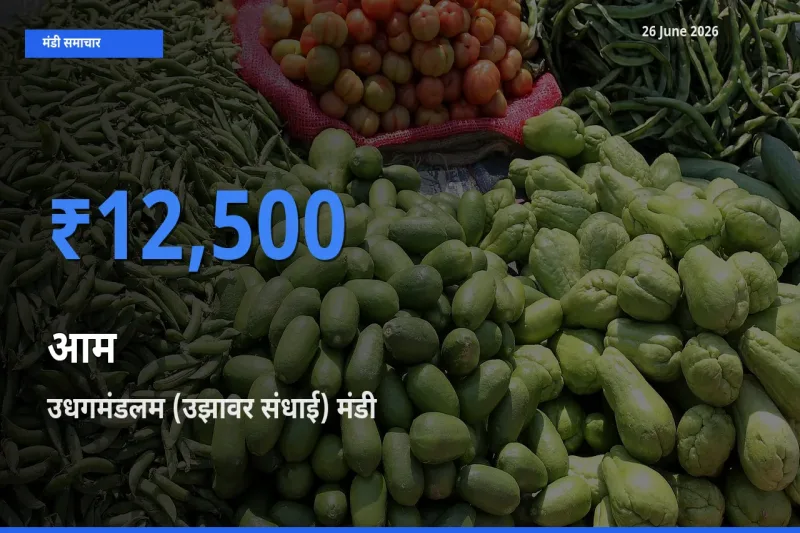 किसानों की पसंद बना उधगमंडलम (उझावर संधाई), आम के सबसे अच्छे दाम