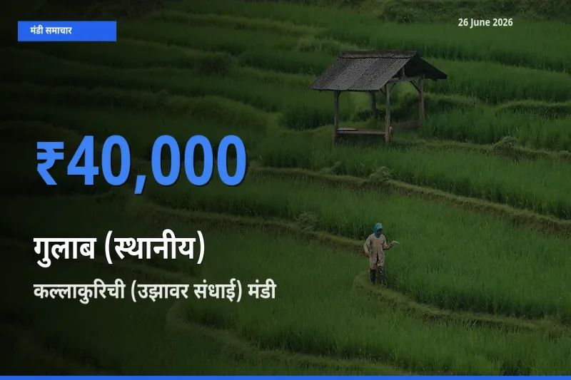 आज का मंडी भाव: गुलाब (स्थानीय) के सबसे ज़्यादा दाम कल्लाकुरिची (उझावर संधाई) में
