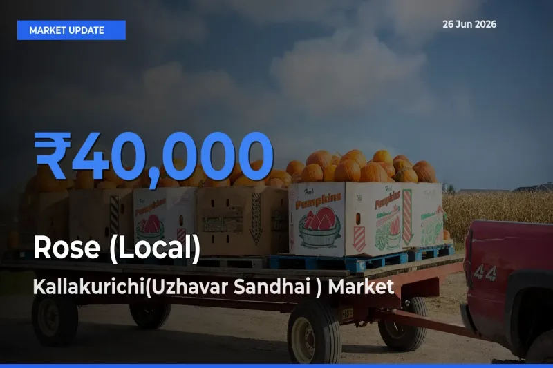 Rose (Local) Mandi Rate Today: Kallakurichi(Uzhavar Sandhai ) Tops the List