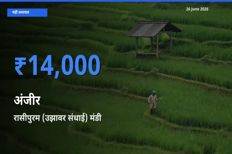 आज का मंडी भाव: अंजीर के सबसे ज़्यादा दाम रासीपुरम (उझावर संधाई) में