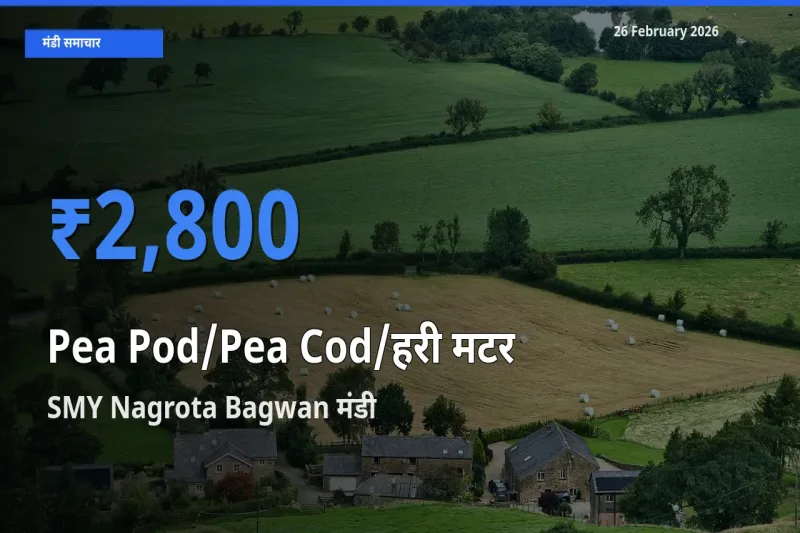 आज का मंडी भाव: Pea Pod/Pea Cod/हरी मटर के सबसे ज़्यादा दाम SMY Nagrota Bagwan में