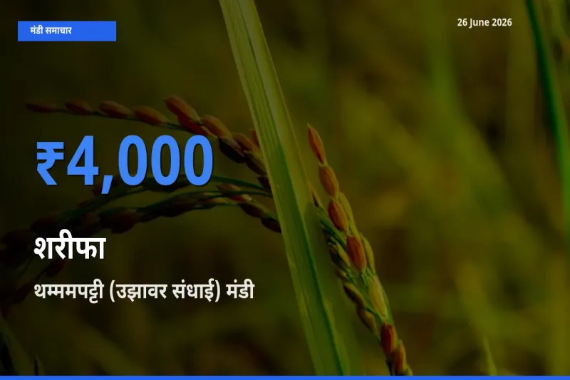 थम्ममपट्टी (उझावर संधाई) में शरीफा का आज सबसे ऊँचा भाव