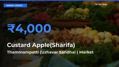 Market Watch: Thammampatti (Uzhavar Sandhai ) Becomes Top Mandi for Custard Apple(Sharifa)