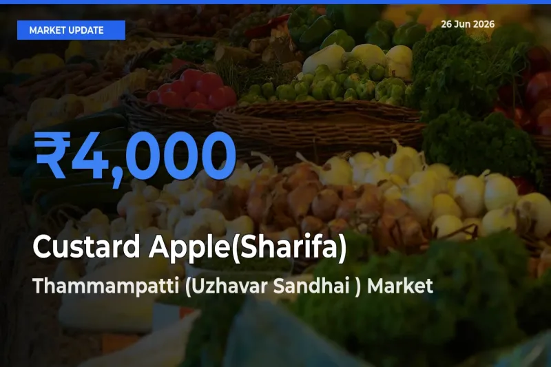 Market Watch: Thammampatti (Uzhavar Sandhai ) Becomes Top Mandi for Custard Apple(Sharifa)