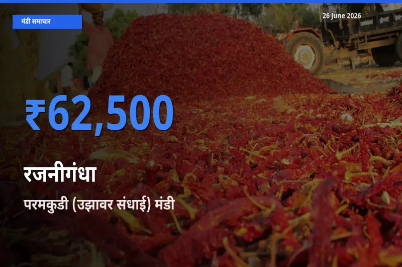 26 June अपडेट: रजनीगंधा के सबसे ऊँचे दाम परमकुडी (उझावर संधाई) मंडी में