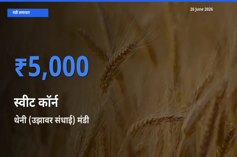 टॉप मंडी बना थेनी (उझावर संधाई)! स्वीट कॉर्न के सबसे ऊँचे दाम यहीं दर्ज