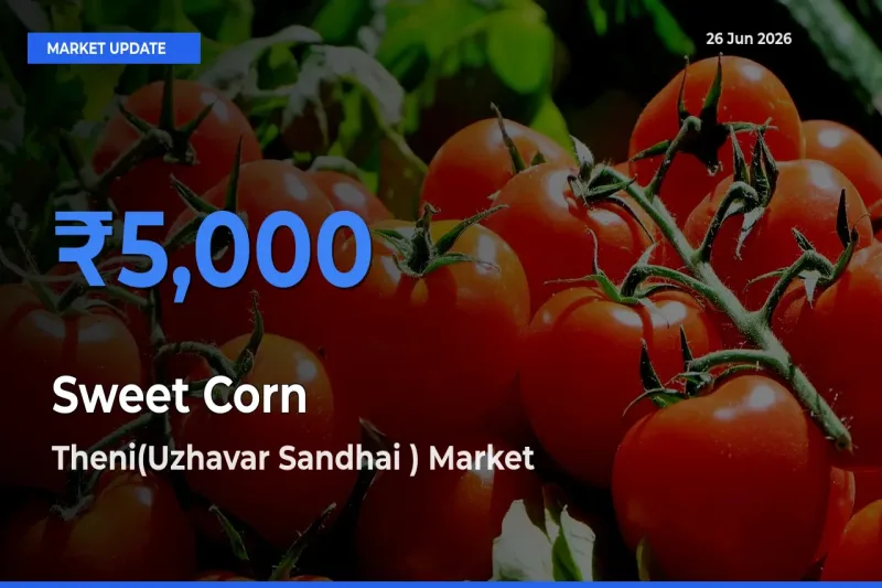 Theni(Uzhavar Sandhai ) Offers ₹5,000 – Highest Sweet Corn  Rate Today