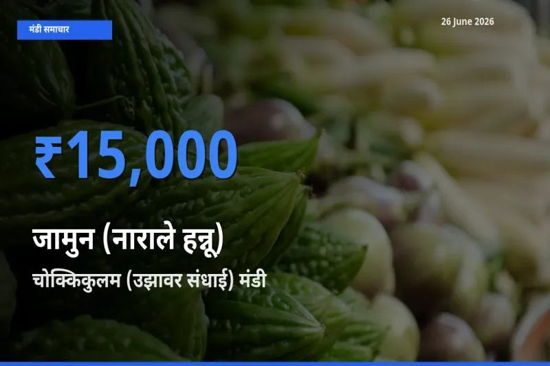 आज जामुन (नाराले हन्नू) के सबसे ज़्यादा दाम चोक्किकुलम (उझावर संधाई) मंडी में दर्ज