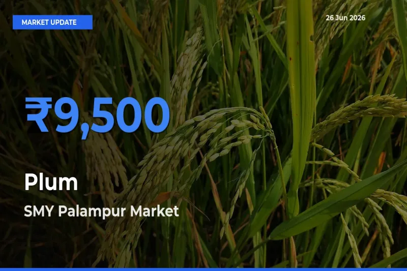 SMY Palampur Records Highest ₹9,500 Rate for Plum