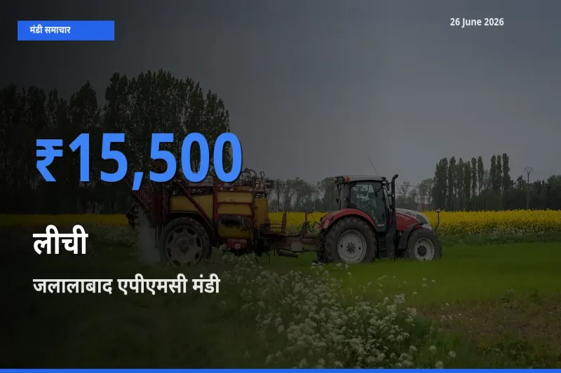टॉप मंडी बना जलालाबाद एपीएमसी! लीची के सबसे ऊँचे दाम यहीं दर्ज