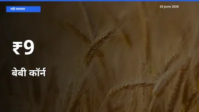 बेबी कॉर्न के दामों का असर कई मंडियों में, बाज़ार दिशा स्पष्ट