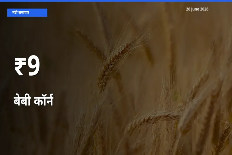बेबी कॉर्न के दामों का असर कई मंडियों में, बाज़ार दिशा स्पष्ट