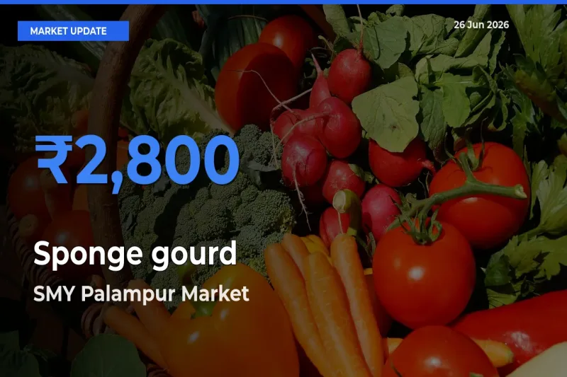 SMY Palampur Tops Sponge gourd Rates – June 26 Market Update