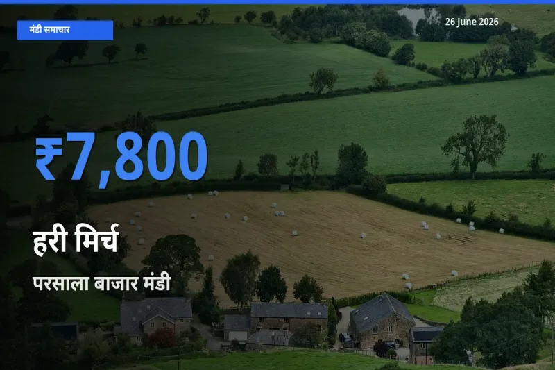 परसाला बाजार में हरी मिर्च का आज सबसे ऊँचा भाव
