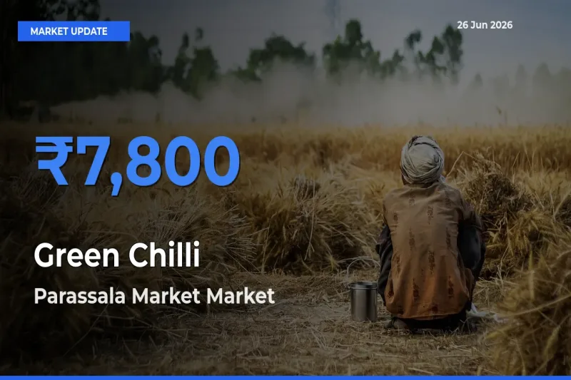Parassala Market Leads as Top Mandi for Green Chilli Prices