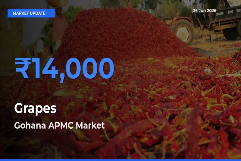 Top Performer! Gohana APMC Offers Best Grapes Price Today