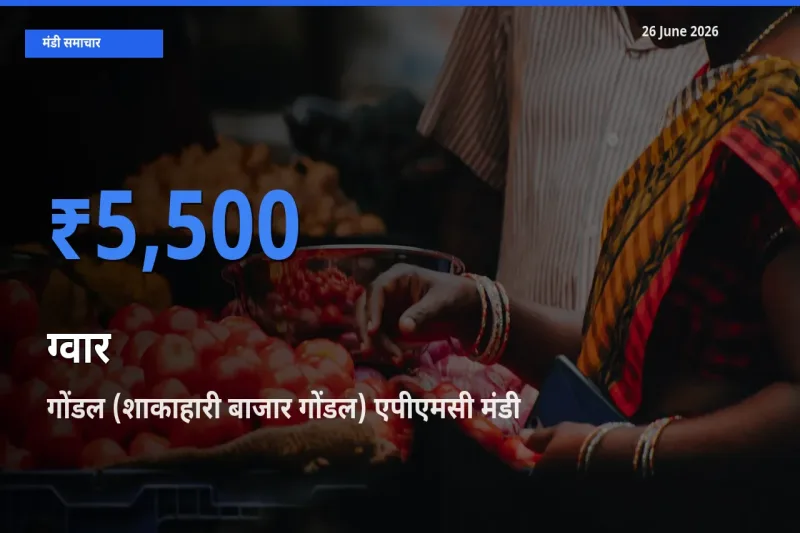गोंडल (शाकाहारी बाजार गोंडल) एपीएमसी में ग्वार का आज सबसे ऊँचा भाव