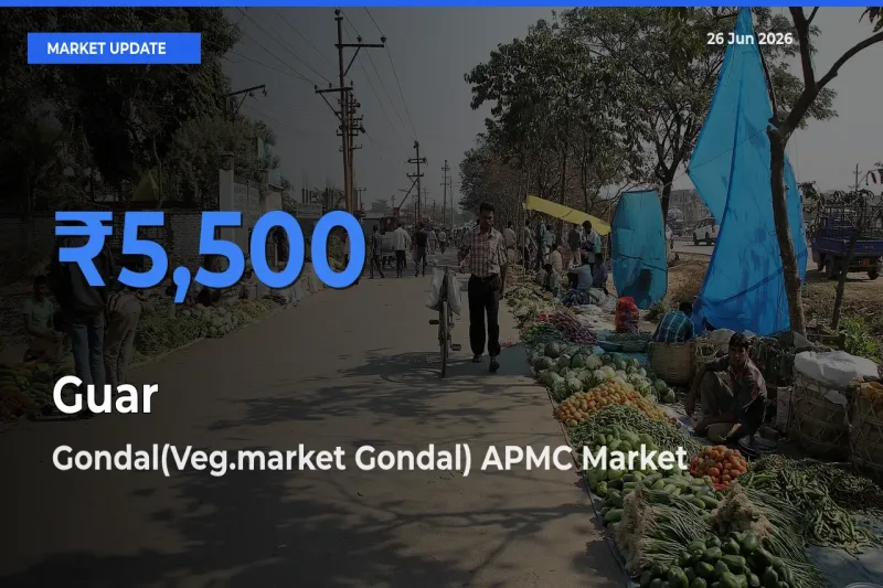 Gondal(Veg.market Gondal) APMC Records Highest ₹5,500 Rate for Guar