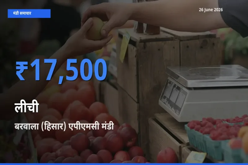टॉप मंडी बना बरवाला (हिसार) एपीएमसी! लीची के सबसे ऊँचे दाम यहीं दर्ज