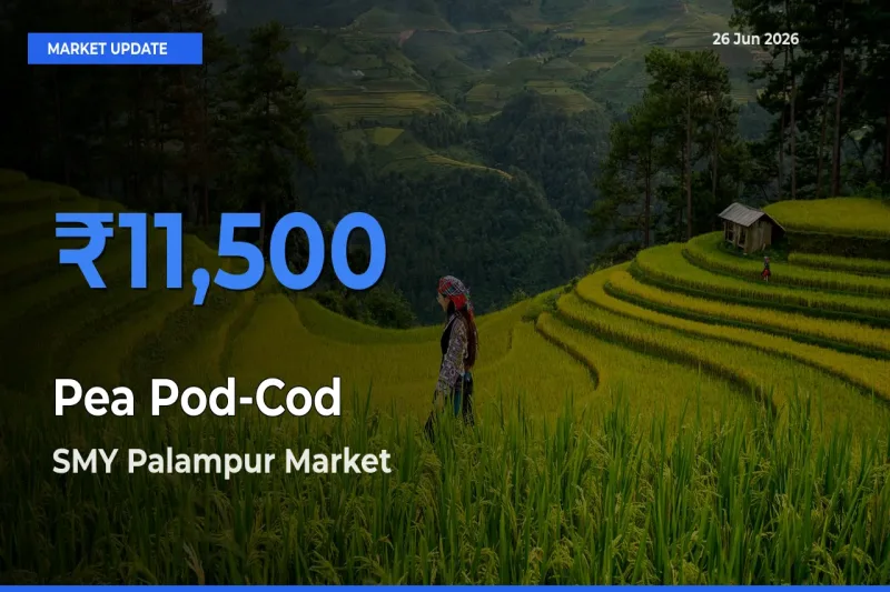 SMY Palampur Tops Pea Pod-Cod Rates – June 26 Market Update