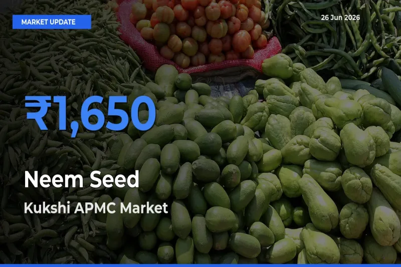 Farmers Prefer Kukshi APMC as Neem Seed Hits Highest Rate
