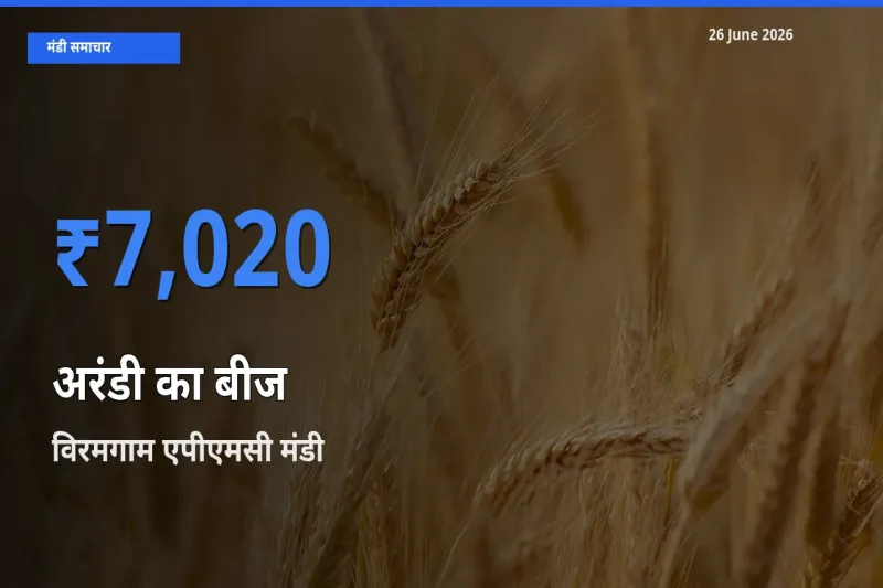 आज अरंडी का बीज के सबसे ऊँचे दाम ₹7,020 विरमगाम एपीएमसी मंडी में