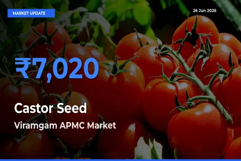 Farmers Prefer Viramgam APMC as Castor Seed Hits Highest Rate