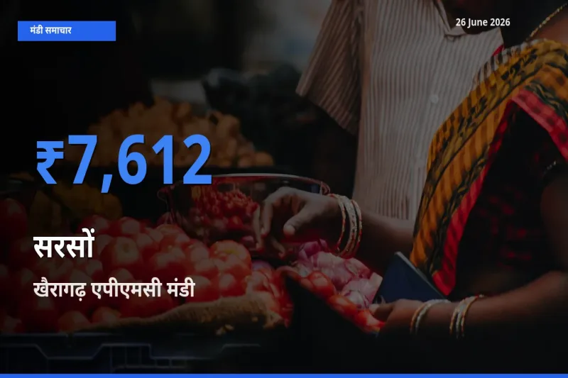 आज का मंडी भाव: सरसों के सबसे ज़्यादा दाम खैरागढ़ एपीएमसी में