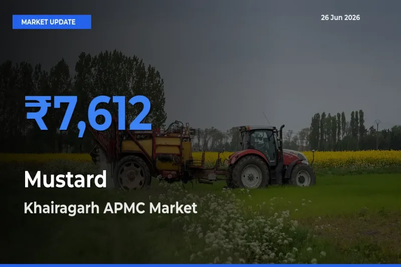 Khairagarh APMC Emerges as Top Mandi for Mustard Prices Today