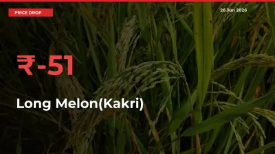 Why Long Melon(Kakri) Prices Fell 51.05% in a Day at Mandis