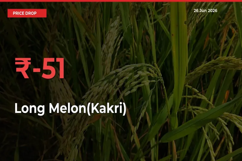 Why Long Melon(Kakri) Prices Fell 51.05% in a Day at Mandis